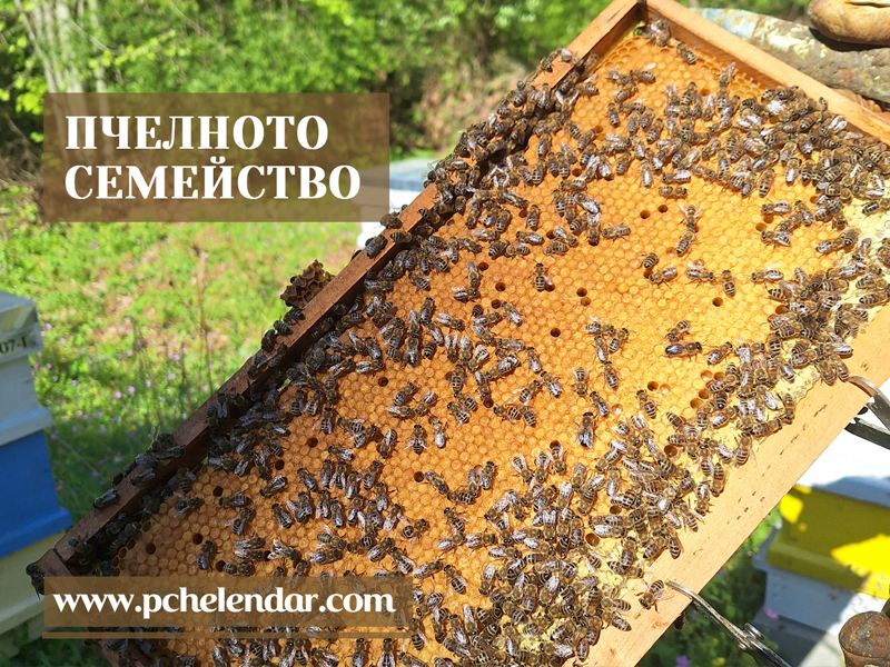 ПЧЕЛНОТО СЕМЕЙСТВО